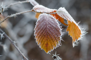 Kiedy wystąpią pierwsze przymrozki? "Temperatura gwałtownie spadnie"