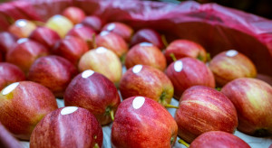 To koniec eksportu jabłek do Egiptu? "Sytuacja nie uległa zmianie"