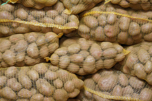 Rekordowe ceny ziemniaków. Najdroższe są w sklepach