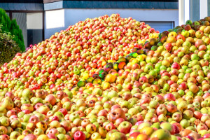 Jabłka przemysłowe 2023: Sytuacja na rynku soków była i jest korzystana