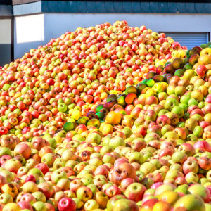 Jabłka przemysłowe 2023: Sytuacja na rynku soków była i jest korzystana