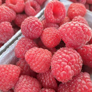Nawożenie malin jesiennych. Te zabiegi poprawiają jakość owoców