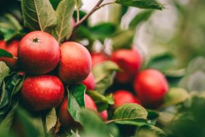 Światowy Dzień Jabłka 2023. Dlaczego powinniśmy jeść ich więcej?