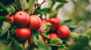 Światowy Dzień Jabłka 2023. Dlaczego powinniśmy jeść ich więcej?
