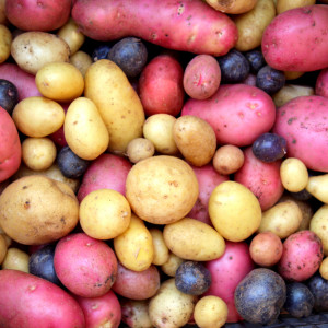 Ziemniaki - jak wpływają na jelita i mikrobiotę jelitową?