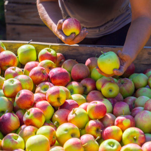 Brak pracowników do zbioru jabłek to problem na długie lata