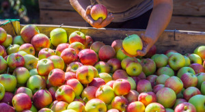 Brak pracowników do zbioru jabłek to problem na długie lata