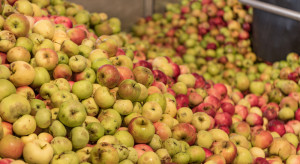 Wysokie ceny koncentratu jabłkowego. Mniejsza produkcja i wysoki popyt