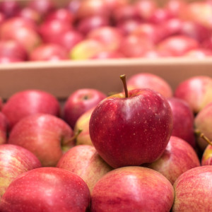 Lidl obniża ceny jabłek. Ile kosztuje Gala z tegorocznych zbiorów?