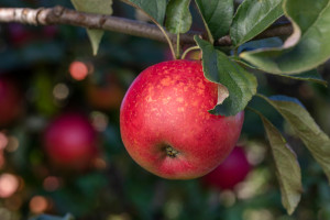 Jabłka z niezwykła historią. Mają wyjątkowy smak i aromat