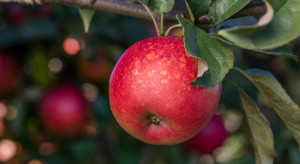 Te jabłka mają wysoką kwaskowatość i aromatyczność. Znane od XIII wieku