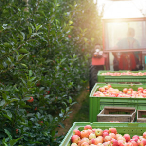 Ten sezon nie powinien być zły dla producentów jabłek