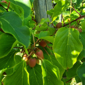 Owoce minikiwi idealnie sprawdzą się w przetworach. Co można z nich wyczarować?