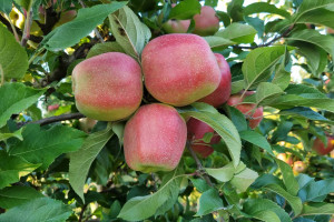Problemy z wybarwianiem jabłek. Trudny sezon 2023