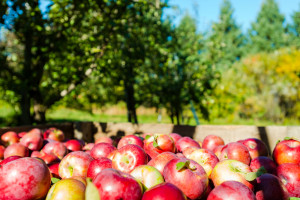 Światowy rynek jabłek: wielu producentów ma w tym roku problemy