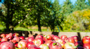 Światowy rynek jabłek: wielu producentów ma w tym roku problemy