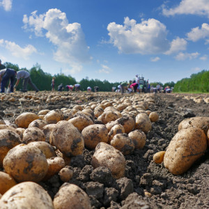 GUS o ziemniakach: tyle zbiorą rolnicy w 2023 r.