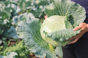 Fatalna pogoda i presja chorób obniżają zbiory warzyw. Traci kapusta, marchew i cebula