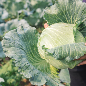 GUS o warzywach: Fatalna pogoda i presja chorób obniżyły zbiory