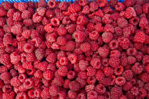 Będą jednorazowe dopłaty dla producentów malin?