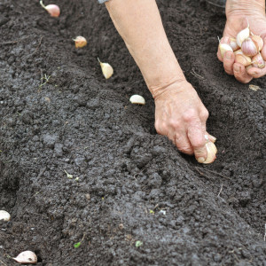 Jak sadzić czosnek na zimę? Zbliża się najlepszy termin na sadzenie
