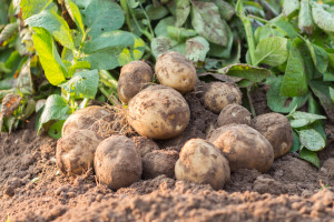 Ziemniaki pod specjalnym nadzorem inspekcji
