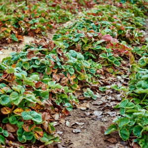 Jesienne nawożenie truskawek. Niezawodny patent na obfite plony