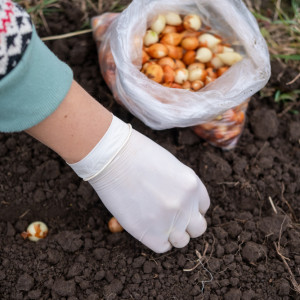 Kiedy i po czym sadzić cebulę? To najlepszy czas na sadzenie cebuli