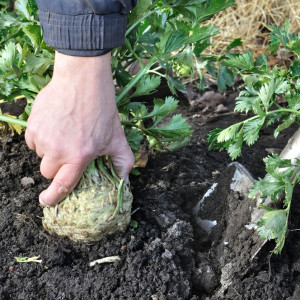 Kiedy wykopać seler na zimę? Trzymaj się tych zasad