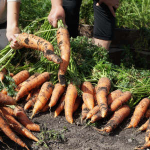 Po czym siać marchew? Unikaj miejsc po tych gatunkach