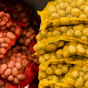 Ceny ziemniaków stabilne. Ile kosztują w hurcie?