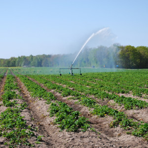 Plantatorzy truskawek nie będą mogli nawadniać plantacji
