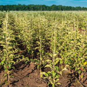 Ile kosztują drzewka jabłoni u szkółkarza? Ceny drzewek owocowych 2023