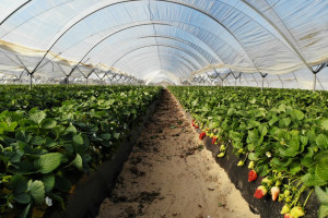 Ruszają wielomilionowe nasadzenia truskawek w Hiszpanii