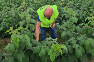 Trwają kontroluje na plantacjach malin