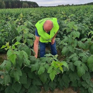 Trwają kontroluje na plantacjach malin
