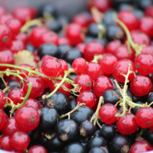 Porzeczki biją rekordy. Ten trend dotyczy zarówno czarnej, jak i czerwonej