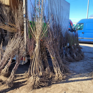 Kiedy sadzić drzewka owocowe? Z tymi gatunkami lepiej poczekać