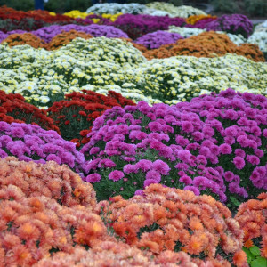 Chryzantemy- cena na Wszystkich Świętych. Ile kosztują w hurcie?