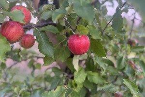 Kończą się jabłkowe żniwa na Lubelszczyźnie. Dwa zjawiska zaszkodziły zbiorom