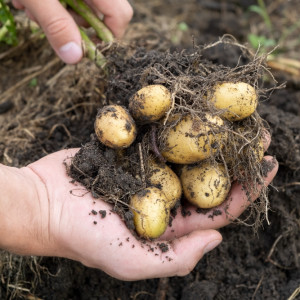 Uprawy pomidorów, cebuli i ziemniaków dostaną dofinasowanie