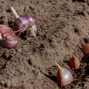 Kiedy i jak sadzić czosnek ozimy? To już ostatni dzwonek