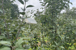 Groźne szkodniki w okresie zbiorów jabłek. Te gatunki nie próżnują