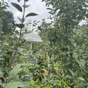 Groźne szkodniki w okresie zbiorów jabłek. Te gatunki nie próżnują