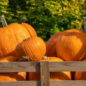 Polska dyniową potęgą w UE. Produkcja rośnie
