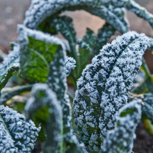 Kiedy zbierać jarmuż? W tym terminie smakuje najlepiej