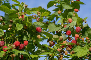 Dofinansowanie do 10 ha upraw malin. Ilu plantatorów stara się o pomoc?