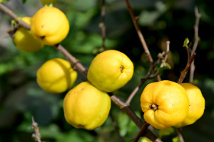 Uprawa pigwowca nie jest łatwa, ale owoce sprzedają się  z powodzeniem