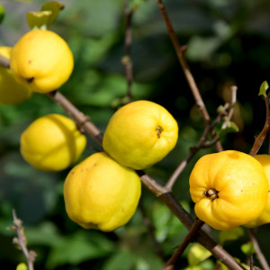 Uprawa pigwowca nie jest łatwa, ale owoce sprzedają się  z powodzeniem