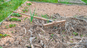 Jakie prace ogrodnicze wykonać w listopadzie? Musisz to zrobić jeszcze przed zimą